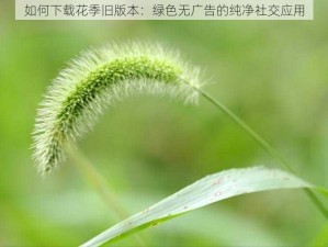 如何下载花季旧版本：绿色无广告的纯净社交应用